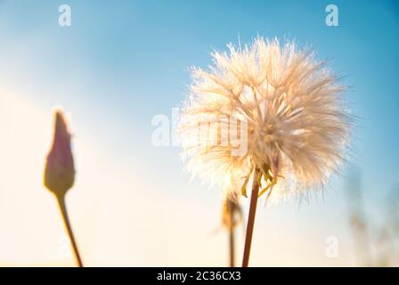 Löwenzahn Blume mit weißen Samen Stockfoto