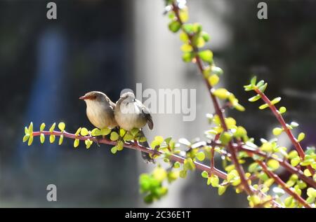 Zwei großartige Fairy-Wren, die in einem Money Tree sitzen Stockfoto