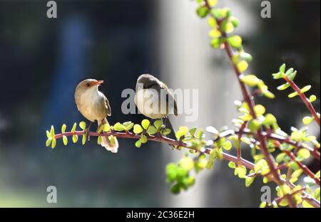 Zwei großartige Fairy-Wren, die in einem Money Tree sitzen Stockfoto