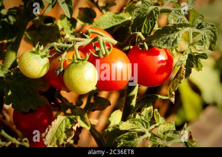 Seitenansicht der reifen Tomaten auf der Rebe. Stockfoto