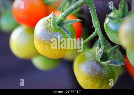 Makroansicht der Tomaten, die auf der Pflanze reifen. Stockfoto