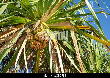 Pandanus Frucht auf einem Pandanus spiralis Baum im Norden Gebiet von Australien Stockfoto