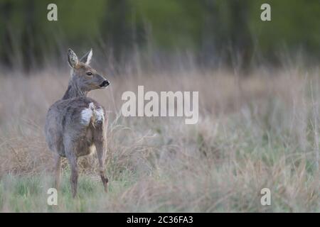 Reh Rehe im Wechsel des Mantels mit deutlich sichtbaren Zitzen Stockfoto