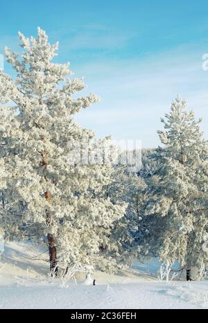 Auf dem Berg liegt Schnee von Kiefern Stockfoto