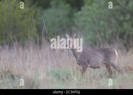 Reh Rehe im Wechsel des Mantels mit Stockfoto