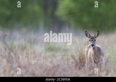 Reh Rehe im Wechsel des Mantels Stockfoto