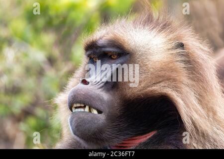 Alpha-Männchen des endemischen Tieres Gelada Pavian. Theropithecus gelada, Debre Libranos, Simien-Gebirge, Afrika Äthiopien Tierwelt Stockfoto