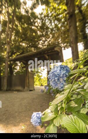 Purple Hortensien und Rikugien Garden Innentür aus Holz und Fliesen in den Strahlen der Sonne. Stockfoto