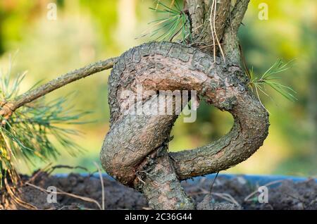 Der Knoten besteht aus einem Tannenzweig am Stamm Stockfoto