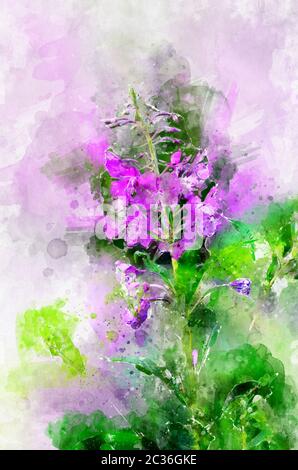 Pflanze Ivan-Tee (Chamerion angustifolium). Stilisierung in Aquarellzeichnung. Stockfoto