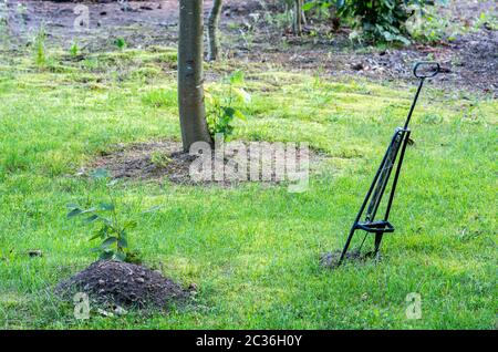 Der Maulwurf auf der Wiese neben dem Maulwurf Loch fallen Stockfoto