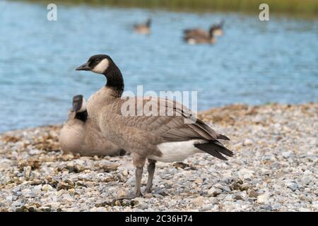 Kanadagans (Branta canadensis), Image wurde in den Banff National Park, Alberta, Kanada Stockfoto