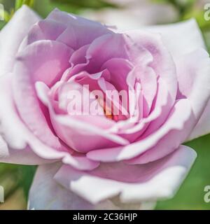 Rose 'Charles de Gaulle' (Rose Charles De Gaulle) ist ein ausgezeichneter Vertreter von Tee-Hybrid-Rosen. Die Knospen sind dunkel Lavendel, Kelch, spitz. Stockfoto