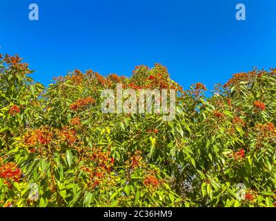 Rote Blumen Blumenlandschaft am Baumkrümme Stockfoto