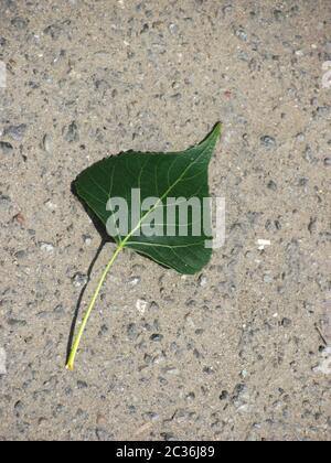 Grüne pappel Blatt liegend auf den Asphalt. Stockfoto