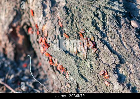 kamebug (Pyrrhocoris apterus) Gruppe auf dem Baumstamm Stockfoto