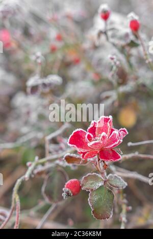 Gefrorene Blumen in einem Wintertag Stockfoto