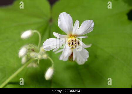 Makro aus gewöhnlicher Lindenblüte Stockfoto