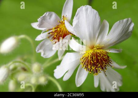 Makro aus gewöhnlicher Lindenblüte Stockfoto