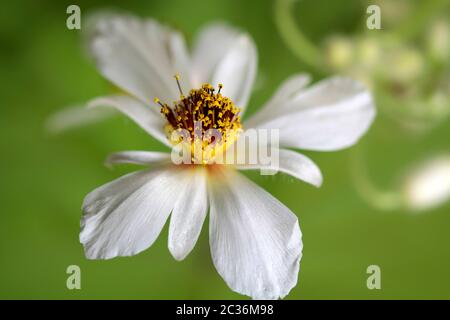 Makro aus gewöhnlicher Lindenblüte Stockfoto