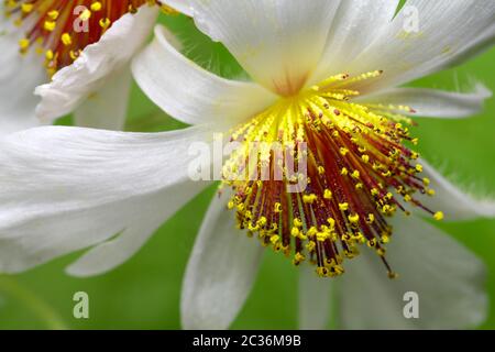 Makro aus gewöhnlicher Lindenblüte Stockfoto