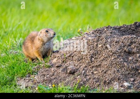 Präriehunde im Custer State Park, South Dakota Stockfoto