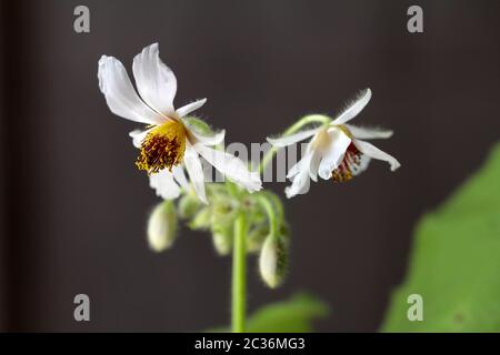 Makro aus gewöhnlicher Lindenblüte Stockfoto