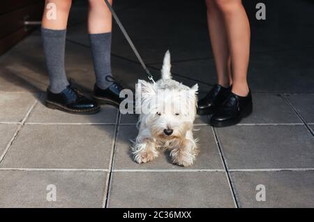 Nahaufnahme Foto von schönen kleinen weißen Hund auf der Straße mit Eigentümer stehen Stockfoto