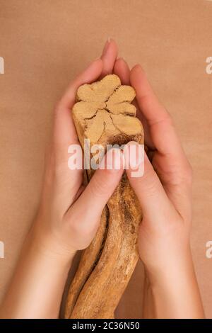 Ayahuasca banisteriopsis caapi Holz in weibliche Hände. Traditionelle psychedelic visionery Brauen. Entheogen Stockfoto