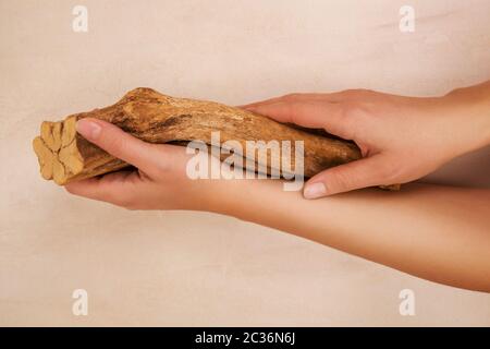 Ayahuasca banisteriopsis caapi Holz in weibliche Hände. Traditionelle psychedelic visionery Brauen. Entheogen Stockfoto