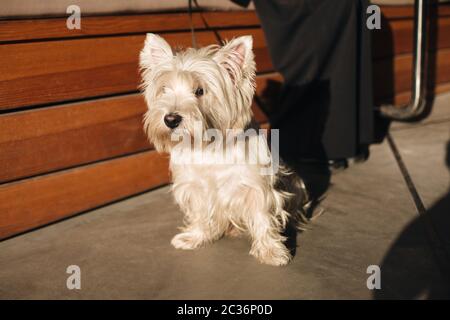 Portrait von schönen kleinen weißen Hund sitzt auf der Straße mit Eigentümer Stockfoto