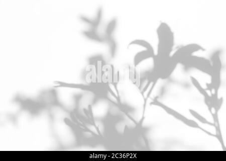 Graue Schatten der Lilienblumen und Gras Stockfoto