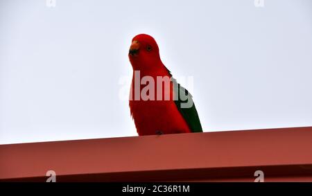Ein männlicher König Papagei auf einem Dach Stockfoto