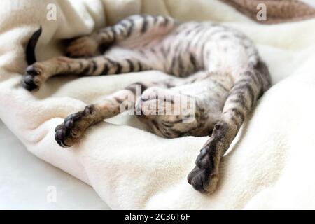 Die Katze streckt sich auf dem Rücken. Das Haustier schläft auf einem weichen Karomonid. Cornish Rex Rasse, verschwommener Hintergrund. Stockfoto