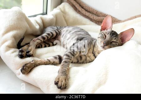 Die Katze schläft auf einem weichen Karo. Cornish Rex Rasse, verschwommener Hintergrund. Stockfoto