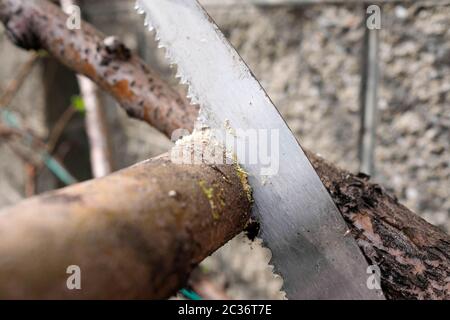Sägen den Ast des Apfelbaumes sägen. Frühlingsarbeit im Garten, ohne Menschen. Späne sichtbar. Stockfoto