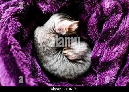 Das Kätzchen rollte sich zusammen und schläft in einem violetten Karli. Blick von oben. Stockfoto