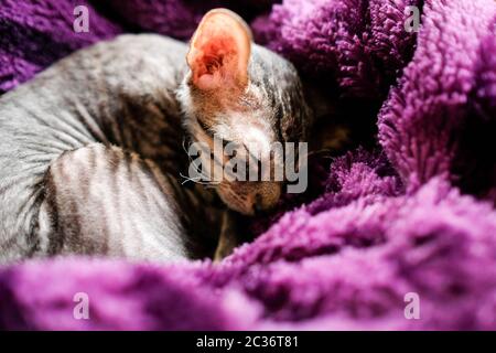 Das Kätzchen rollte sich zusammen und schläft in einem violetten Karli. Das kranke Kätzchen versteckte sich. Cornish Rex, Tabby. Stockfoto