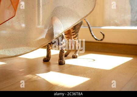 Ein Kätzchen guckelt unter den Vorhängen hervor. Verspielte Katze spielt in der Sonne. Cornish Rex, Tabby. Stockfoto