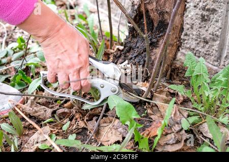 Äste mit Baumscheren am Fuß des Baumes beschneiden. Arbeiten im Garten im Frühjahr. Entfernen Sie überschüssige Apfelbaumsprossen. Stockfoto