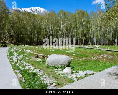 Birkenwald rund um Hemu Village, ein kleines Dorf mit schöner Berglandschaft in Altay Präfektur, Xinjiang China. Stockfoto