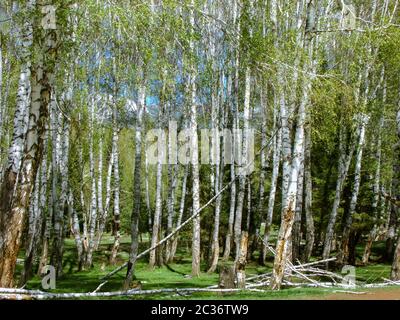 Birkenwald rund um Hemu Village, ein kleines Dorf mit schöner Berglandschaft in Altay Präfektur, Xinjiang China. Stockfoto