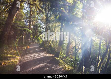 Tropischer Dschungel-Wald in Neuseeland. Grüner natürlicher Hintergrund Stockfoto