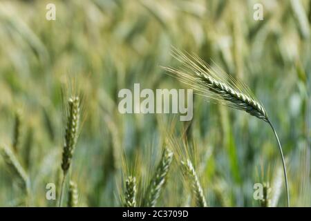 Nahaufnahme von Roggenspikelet im Roggenfeld. Landwirtschaft, Landwirtschaft, Lebensmittel, GVO und Bier. Stockfoto