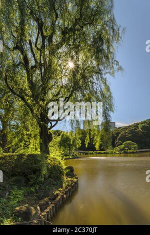 Trauerweide am oberen Teich und Holzbrücke im Kiefer- und Ahornwald der Traditiontio Stockfoto