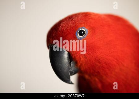 Leuchtend bunte weibliche Eklectusspapagei (Eklectusspapagei) Stockfoto