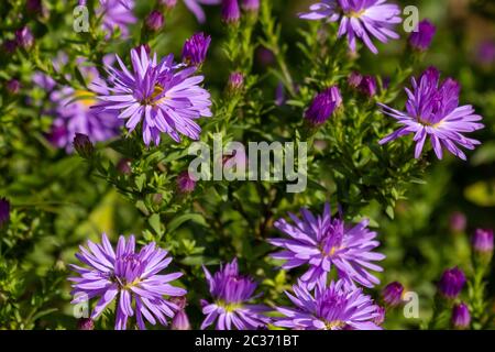 Gänseblümchen in einem deutschen Garten in Gießen, Hessen Stockfoto