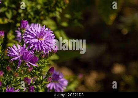 Gänseblümchen in einem deutschen Garten in Gießen, Hessen Stockfoto