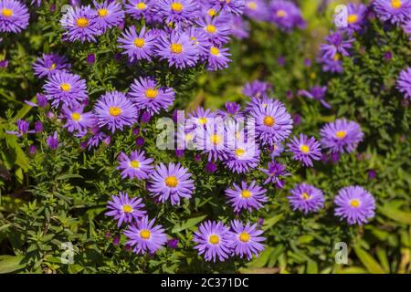 Gänseblümchen in einem deutschen Garten in Gießen, Hessen Stockfoto