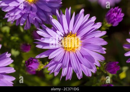 Gänseblümchen in einem deutschen Garten in Gießen, Hessen Stockfoto